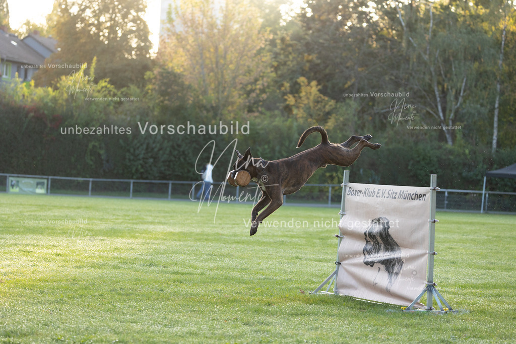 _16A5953 | Einzigartige Fotos von Hunden & Menschen –Actionfotos, Portraits, Vereinsaufnahmen & Paarshootings – authentisch, lebendig & mit Herz.