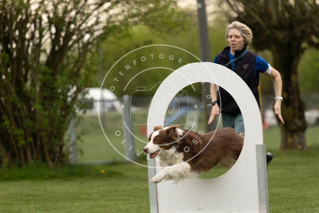 Pfotenfotografie_DV3A8927 | Hundefotografie, Tierfotograf, Pfotenfotografie, Fotoshooting Hund, Hunde Portrait, Hundesport, Hundeportraits, Heideshooting, Hunde, Sportfotograf, Hundefotograf, Turnierhundsport, THS,  - Realisiert mit Pictrs.com