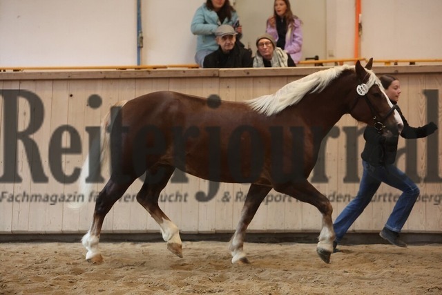 Sankt-Märgen_2026_Schwarzwälder_Stutenprämierung_KN_49_LS Polly (6) | Alle Fotos der Reiterjournal Fotografin Doris Matthaes im Reiterjournal Online-Fotoshop. - Realisiert mit Pictrs.com