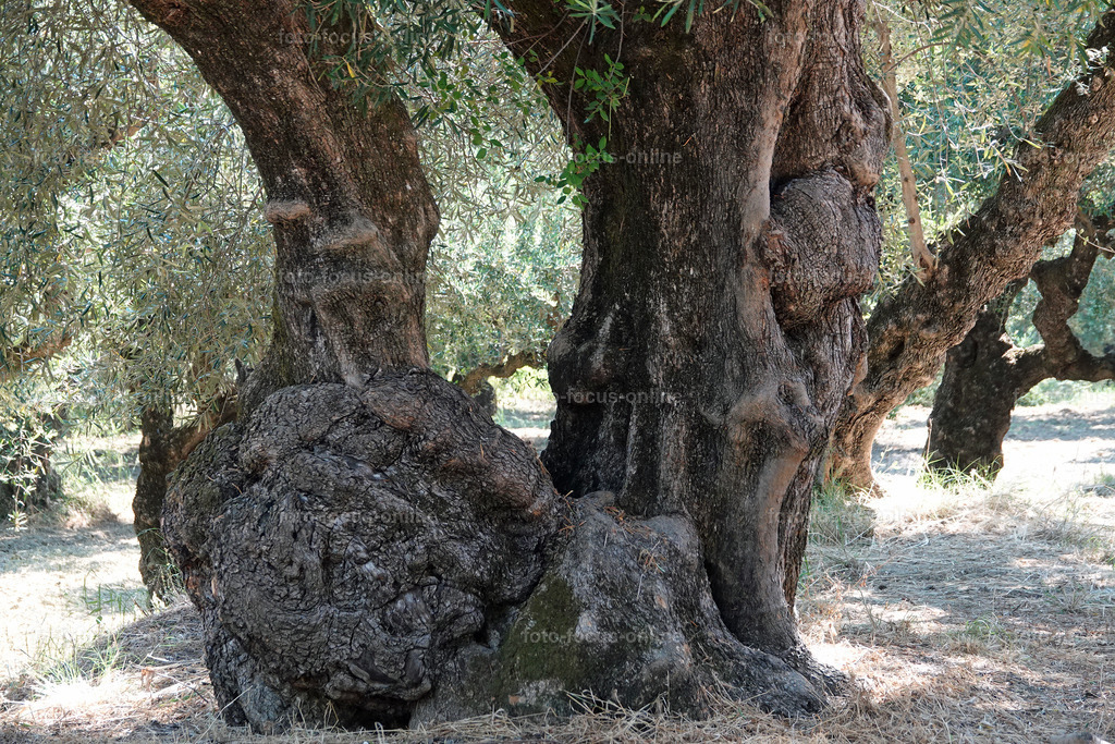 Stories of the Ancient Olive Trees | Ancient Olive Trees