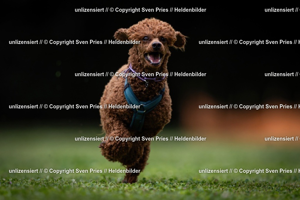 Sven Pries | 19. Allgemeines Hunderennen Karlsruhe Durlach - Realisiert mit Pictrs.com