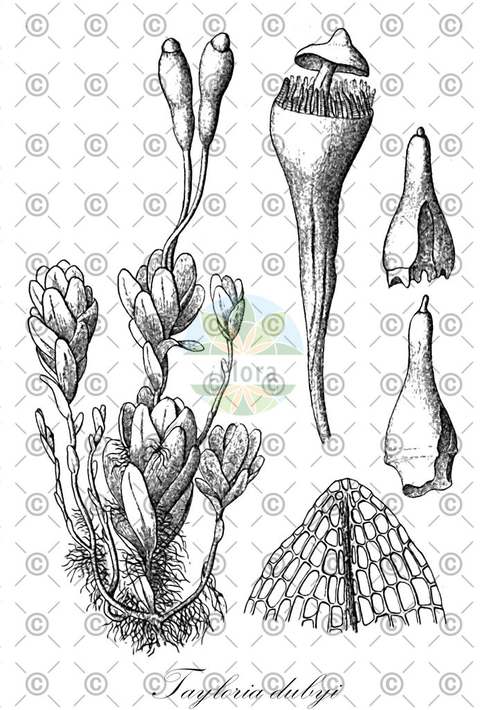 HistAbb_wfo-0000779994_1_ENZY_Simple | Historische Abbildung von Tayloria dubyi - Splachnaceae | Historical Illustration of Tayloria dubyi - Splachnaceae