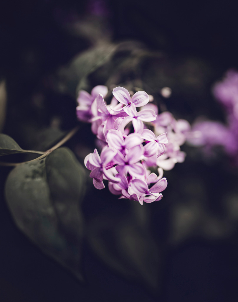 Fliederblüten im Frühling | Zarte Fliederblüten im vollen Frühlingsglanz – eingefangen in sanftem Licht, das ihre Farben besonders intensiv leuchten lässt. - Realisiert mit Pictrs.com