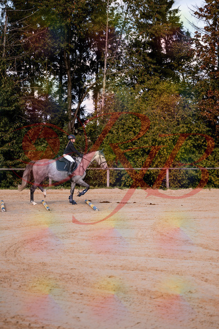 2026_10_03_Siefer-Hof_145034_Z81_28624939 | Professionelle Reitsport-, Turnier- und Eventfotografie von Robert Broda. Galerien mit ausgewählten und bearbeiteten Bildern direkt online ansehen und bestellen.