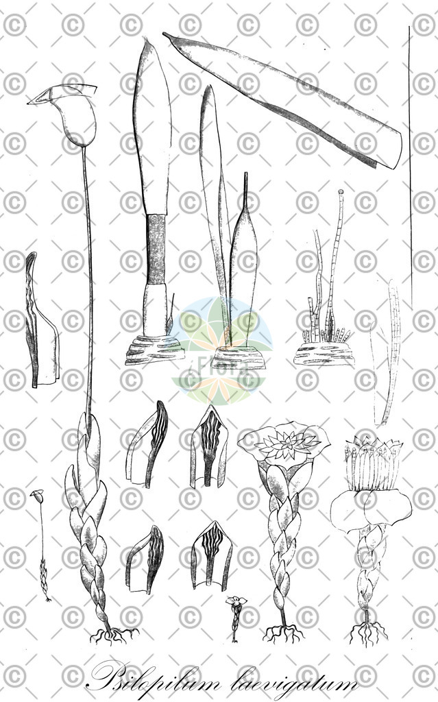 HistAbb_wfo-0001215658_1_ENZY_Simple | Historische Abbildung von Psilopilum laevigatum - Polytrichaceae | Historical Illustration of Psilopilum laevigatum - Polytrichaceae