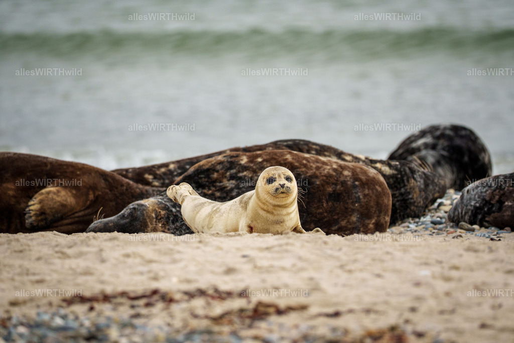 allesWIRTHwild.de - 7IV05649 | Entdecke die faszinierende Welt der Natur- und Wildlife-Fotografie von Daniel und Bärbel. Inspirierende Bilder von wilden Tieren und kleinen Naturwundern.