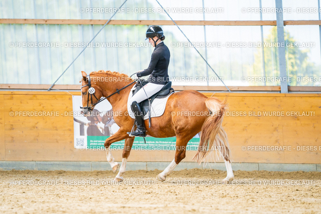 DSC08172 | Pferdegrafie