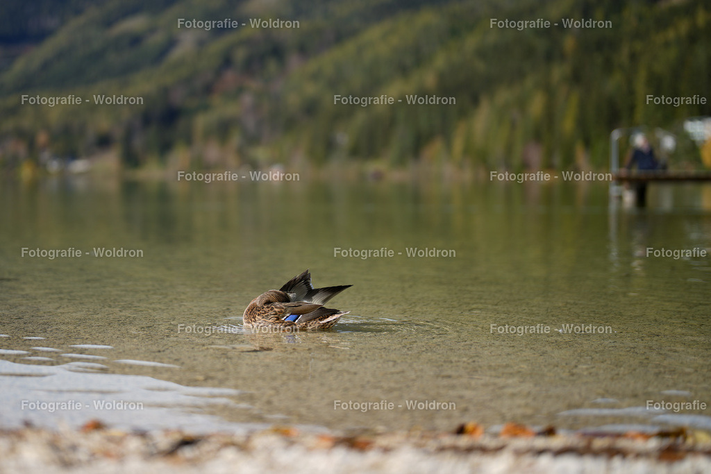 20221023 Erlaufsee - Lunz am See - Mariazell-4 | Fotografie Woldron