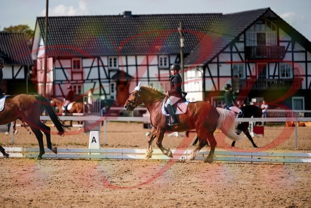 2026_10_03_Siefer-Hof_130340_Z63_65848784 | Professionelle Reitsport-, Turnier- und Eventfotografie von Robert Broda. Galerien mit ausgewählten und bearbeiteten Bildern direkt online ansehen und bestellen.