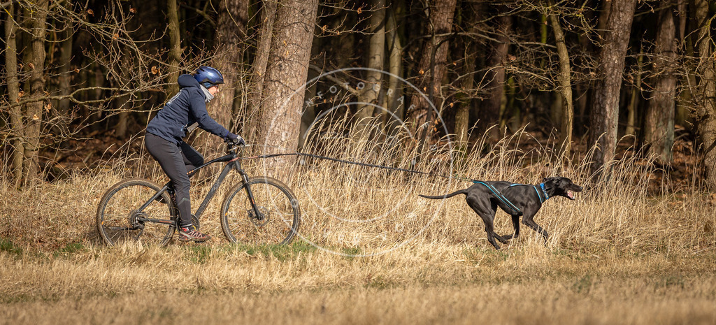 DV3A4454 | Hundefotografie, Tierfotograf, Pfotenfotografie, Fotoshooting Hund, Hunde Portrait, Hundesport, Hundeportraits, Heideshooting, Hunde, Sportfotograf, Hundefotograf, Turnierhundsport, THS,  - Realisiert mit Pictrs.com