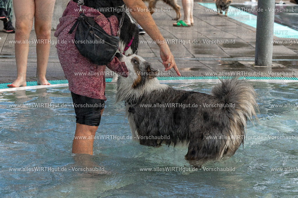 Hundeschwimmen_Volksbad_2026-allesWIRTHgut_Tierfotografie-2609061511-FAY07127 | Professionelle Tierfotografie in Mönchengladbach von Daniel Wirth (allesWIRTHgut). Liebevolle & natürliche Bilder von Hunden & Katzen für unvergessliche Erinnerungen.