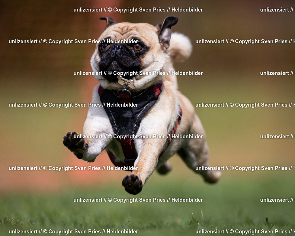 Sven Pries | 2024-04-21 - Hunderennen Baden-Oos
Foto: Sven Pries - Realisiert mit Pictrs.com