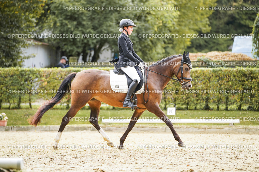 DSC01129 | Pferdegrafie