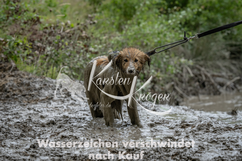 1459_ZZ92001 | kk-dogfotos