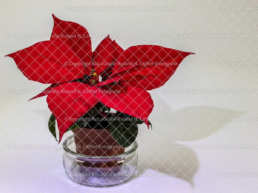 20241221_Weihnachtsstern-1 | Weihnachtsstern - Realisiert mit Pictrs.com