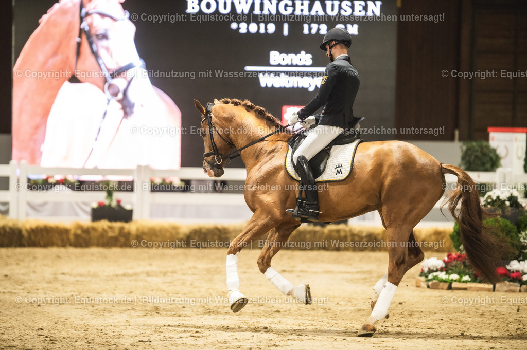 20240302_Hengstvorstellung_Marbach_TOMsPiC_0541 | equistock