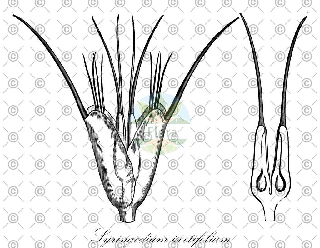 HistAbb_wfo-0001191449_1_ENZY_Simple | Historische Abbildung von Syringodium isoetifolium - Cymodoceaceae | Historical Illustration of Syringodium isoetifolium - Cymodoceaceae
