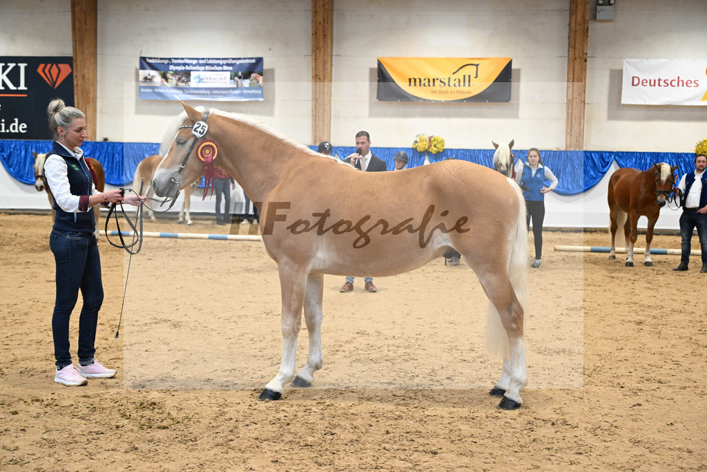 Kat-Nr. 25 Bandit v. Barios_Haflingergestuet Meura_48254175 | hf-fotografie - Realisiert mit Pictrs.com