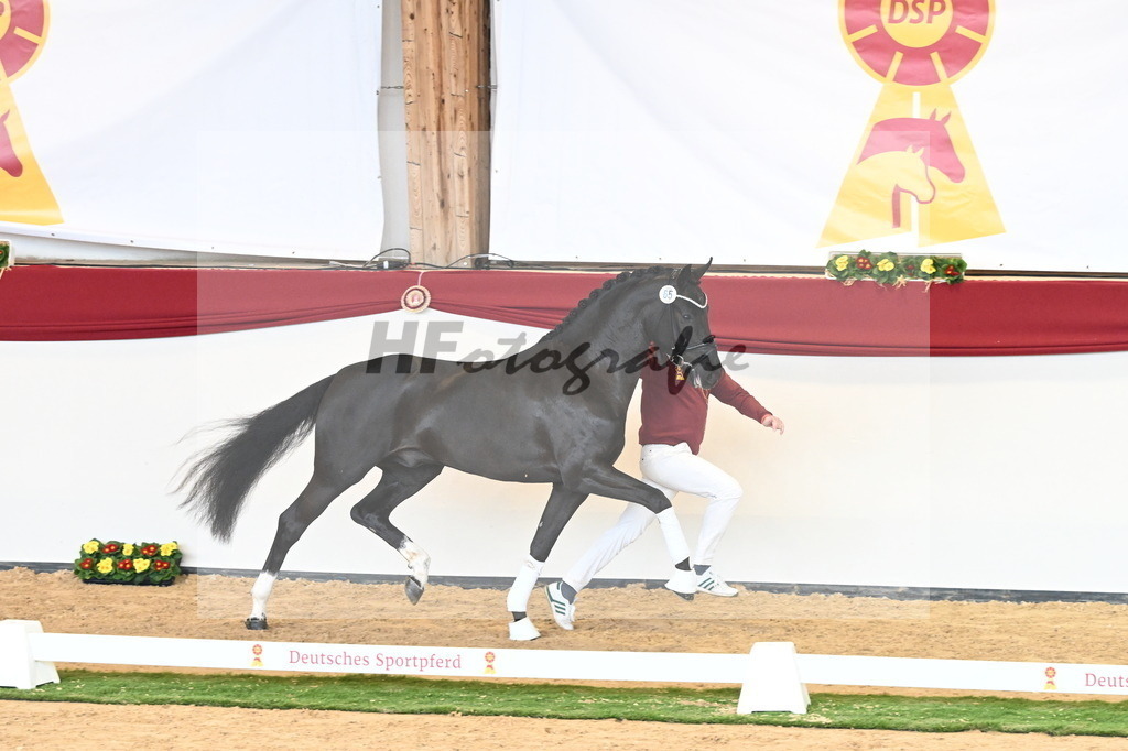 Kat.-Nr. 65 v. Springbank II VH_Reichert_2240827 | hf-fotografie - Realisiert mit Pictrs.com