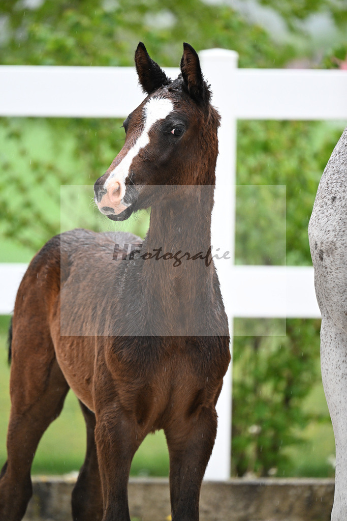 Kat-Nr. 34 HF Coeur de Lion x Powerfee_Herz_23261229 | hf-fotografie - Realisiert mit Pictrs.com