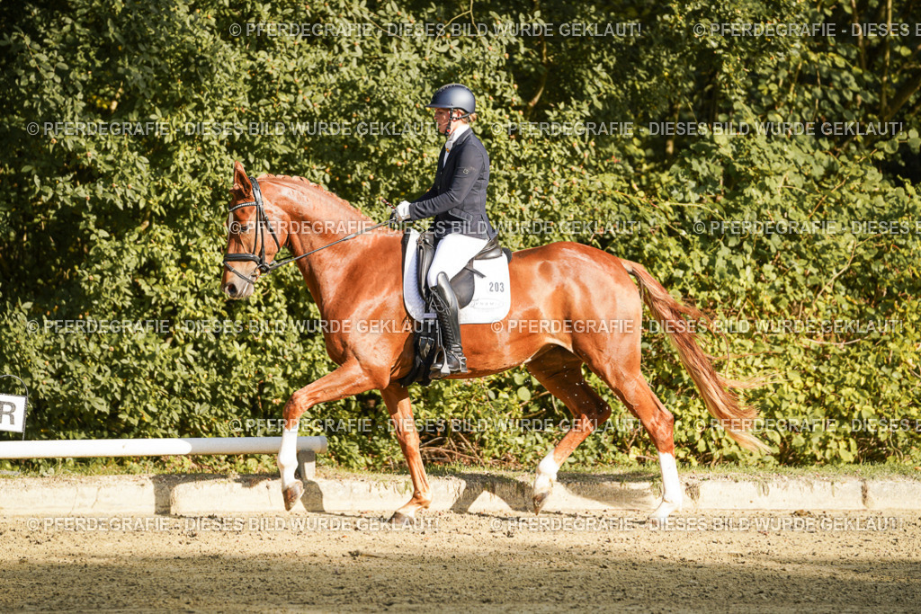 DSC05419 | Pferdegrafie