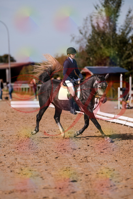 2026_10_03_Siefer-Hof_120336_Z81_05162657 | Professionelle Reitsport-, Turnier- und Eventfotografie von Robert Broda. Galerien mit ausgewählten und bearbeiteten Bildern direkt online ansehen und bestellen.