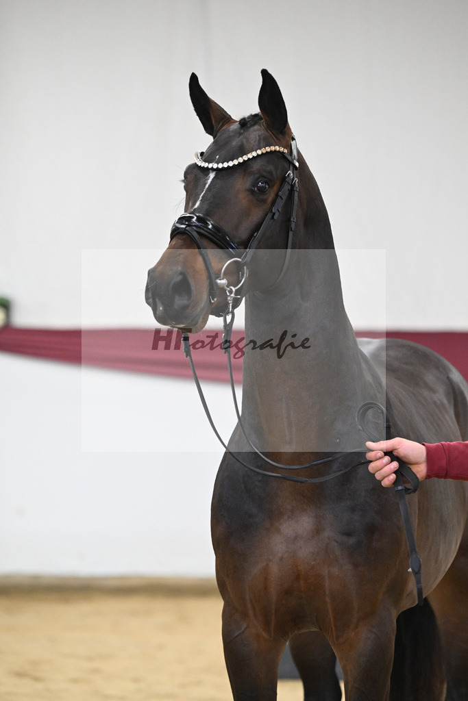 Kat-Nr. 1 Jasper x Diarado_ZG Stabhalterhof GbR _47250008 | hf-fotografie - Realisiert mit Pictrs.com