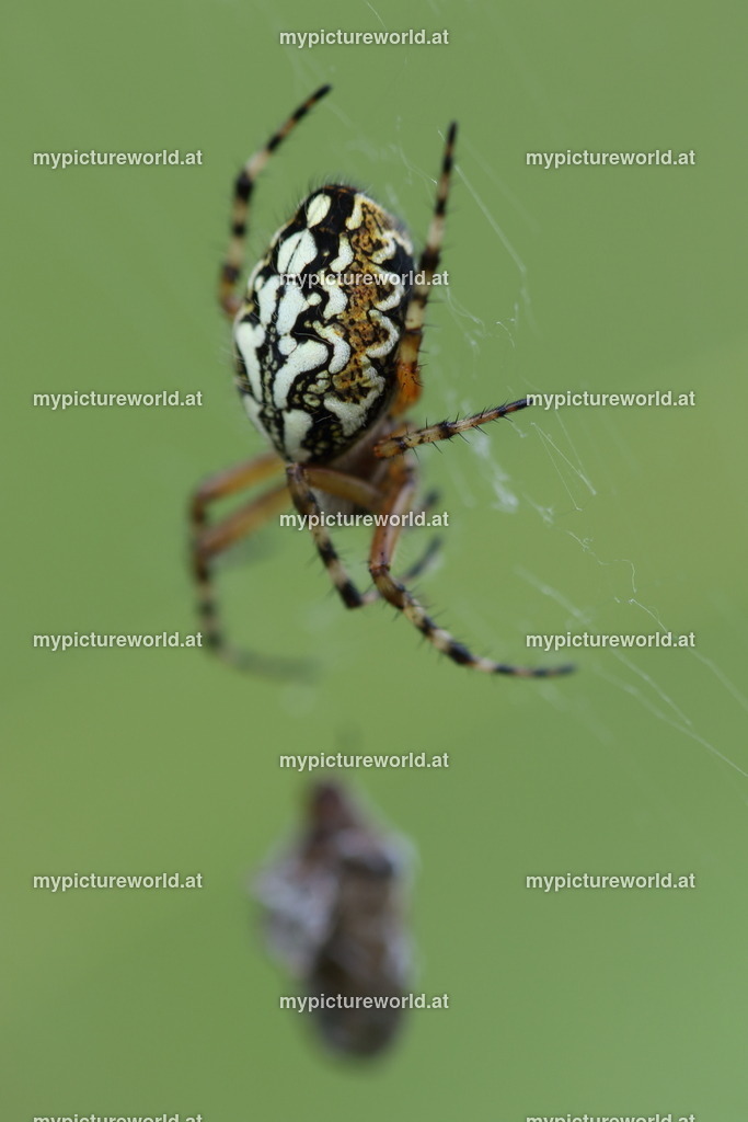 Eichblatt-Radspinne-004 | Das Bilderarchiv über Tiere, Planzen und Landschaften. In der Bilddatenbank finden Sie ein große Auswahl an hochwertigen Bilder für Ihre Werbung - Realisiert mit Pictrs.com