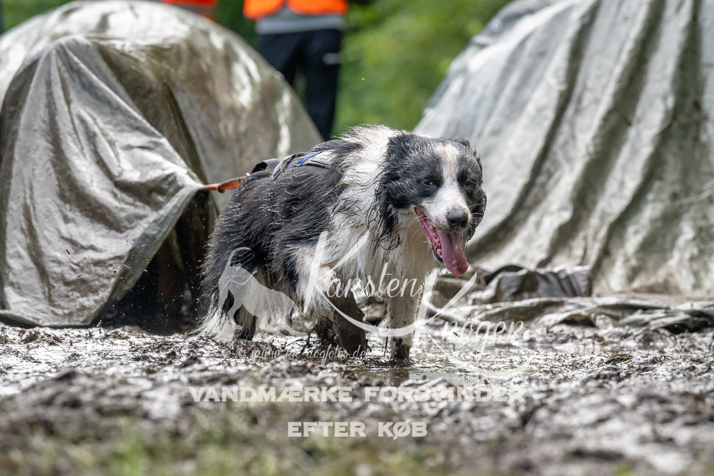 1100_ZZ93279 | kk-dogfotos