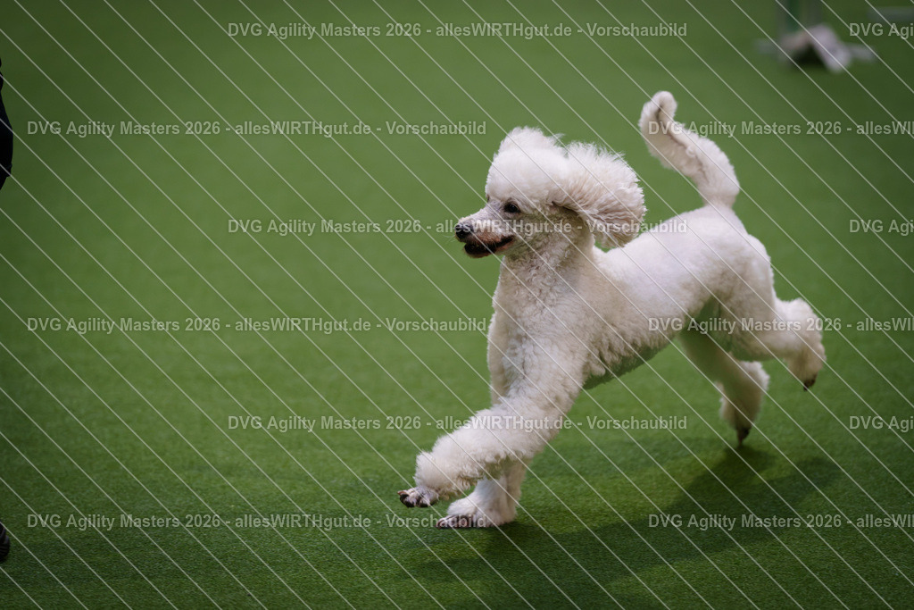 allesWIRTHgut_Tierfotografie-DVG_Agility_Masters_2026-08_14-7R509917 | Professionelle Tierfotografie in Mönchengladbach von Daniel Wirth (allesWIRTHgut). Liebevolle & natürliche Bilder von Hunden & Katzen für unvergessliche Erinnerungen.