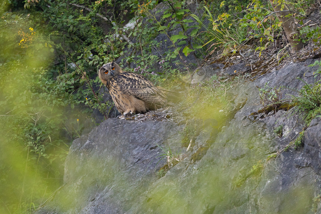 R6NF9876_20240720 | Der Uhu ist die größte europäische Eulenart. Nachdem er lange bejagt wurde, entspannt sich die Situation mittlerweile wieder aufgrund strenger Naturschutzgesetze und einiger Auswilderungsprojekte. Der Uhu brütet in unterschiedlichen Landschaften und ist streng nachtaktiv. Ein markantes Merkmal sind die großen Federohren, die je nach Laune hoch aufgestellt oder angelegt werden können. - Realisiert mit Pictrs.com