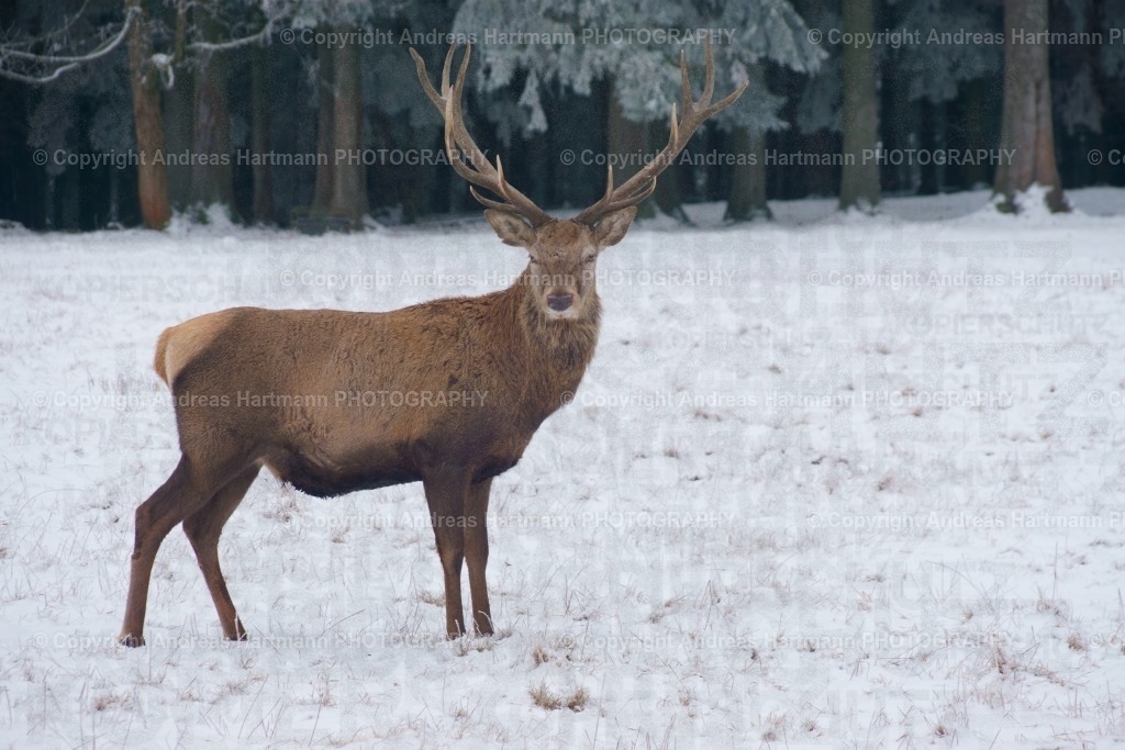 Hirsch im Schnee | Hirsch im Schnee - Realisiert mit Pictrs.com