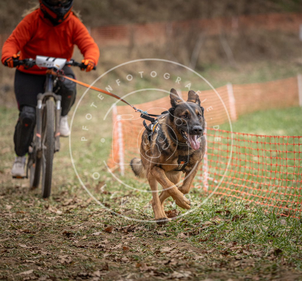 Pfotenfotografie_DV3A5420 | Hundefotografie, Tierfotograf, Pfotenfotografie, Fotoshooting Hund, Hunde Portrait, Hundesport, Hundeportraits, Heideshooting, Hunde, Sportfotograf, Hundefotograf, Turnierhundsport, THS,  - Realisiert mit Pictrs.com