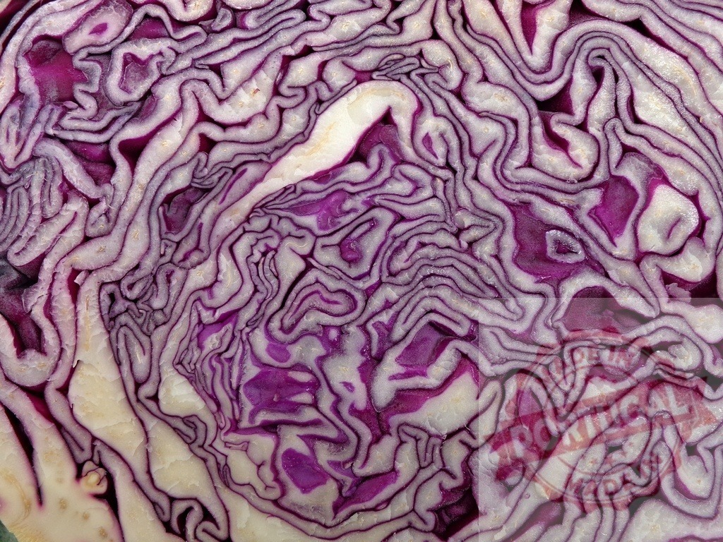 Cut red cabbage showing its amazing purple and white fractal patterns | Close-up of a sliced red cabbage revealing beautiful purple and white fractal patterns, creating an abstract and colorful design - Realized with Pictrs.com