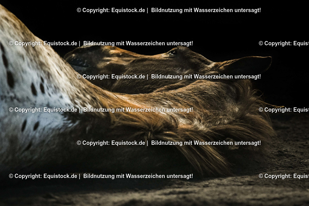 TS_20171225_Details_Fuchs_0004 | Foto: Thomas Hartig