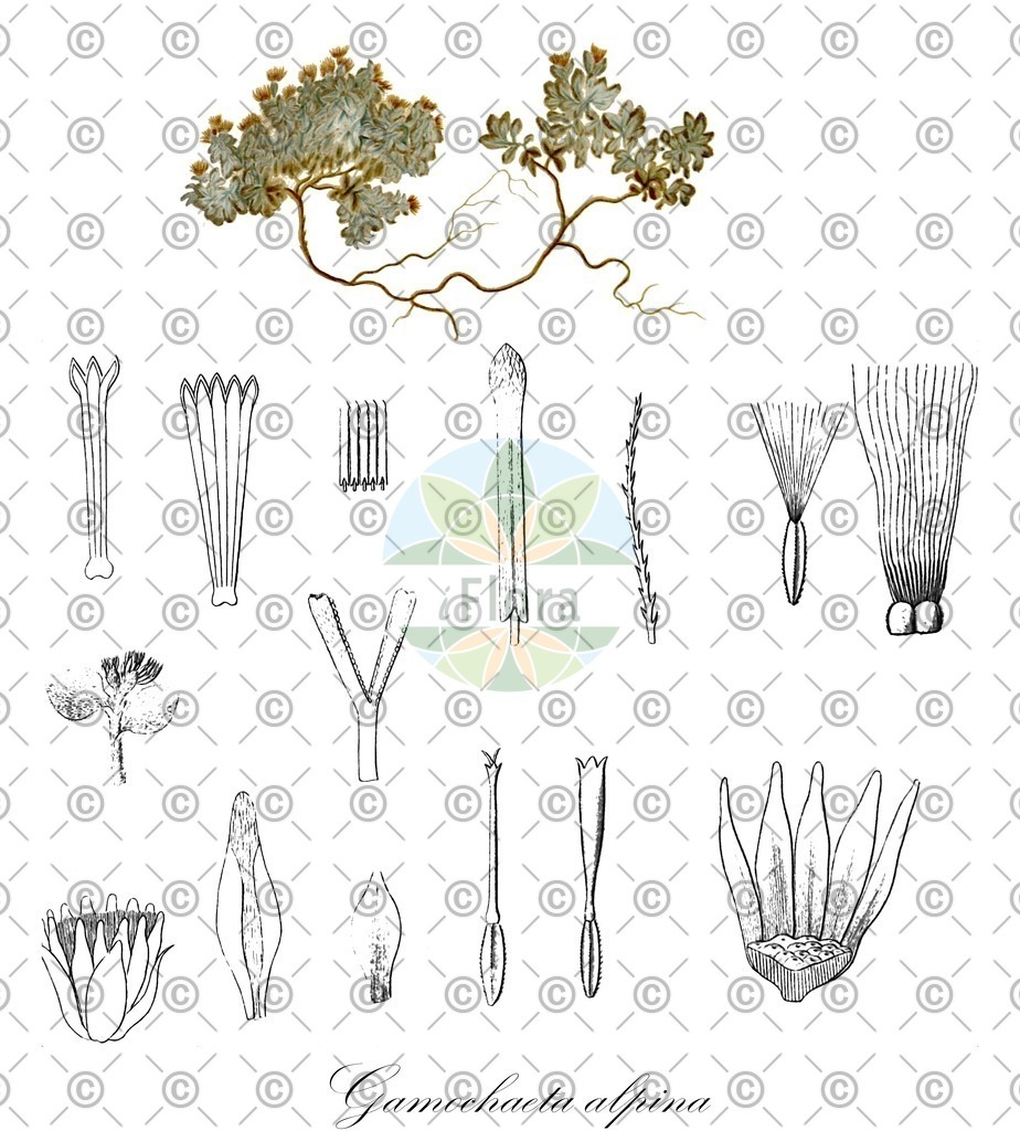 HistAbb_wfo-0000694452_1_ENZY_Simple | Historische Abbildung von Gamochaeta alpina - Asteraceae | Historical Illustration of Gamochaeta alpina - Asteraceae