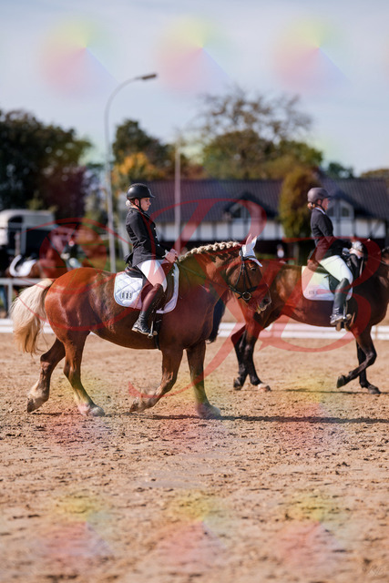 2026_10_03_Siefer-Hof_130138_Z81_53597500 | Professionelle Reitsport-, Turnier- und Eventfotografie von Robert Broda. Galerien mit ausgewählten und bearbeiteten Bildern direkt online ansehen und bestellen.