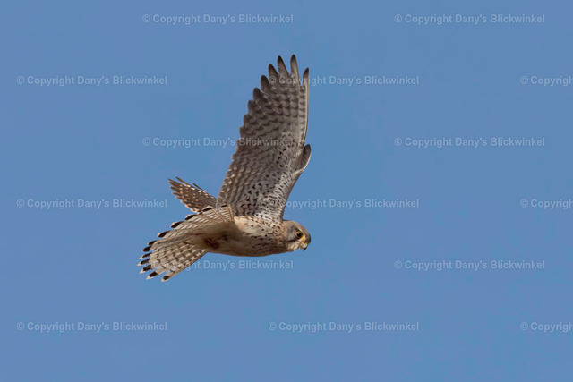 201890 | Tierfotografie, Tierkalender, Tierbilder, Insekten, Spinnen, Vögel, Schmetterling, Libellen, Leinwand, Colorkey, Qualität, Geschenkartikel, Geschenk - Realisiert mit Pictrs.com