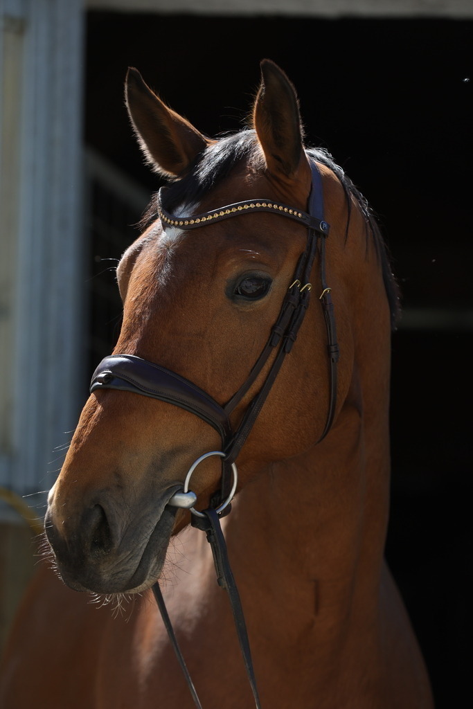 0P6A8908 | Willkommen bei Brunnmayr - Design & Fotografie – Ihrem Spezialisten für Reitturniere und Pferdeveranstaltungen in Oberösterreich, Salzburg und Bayern! Seit über 17 Jahren sind wir leidenschaftlich dabei.