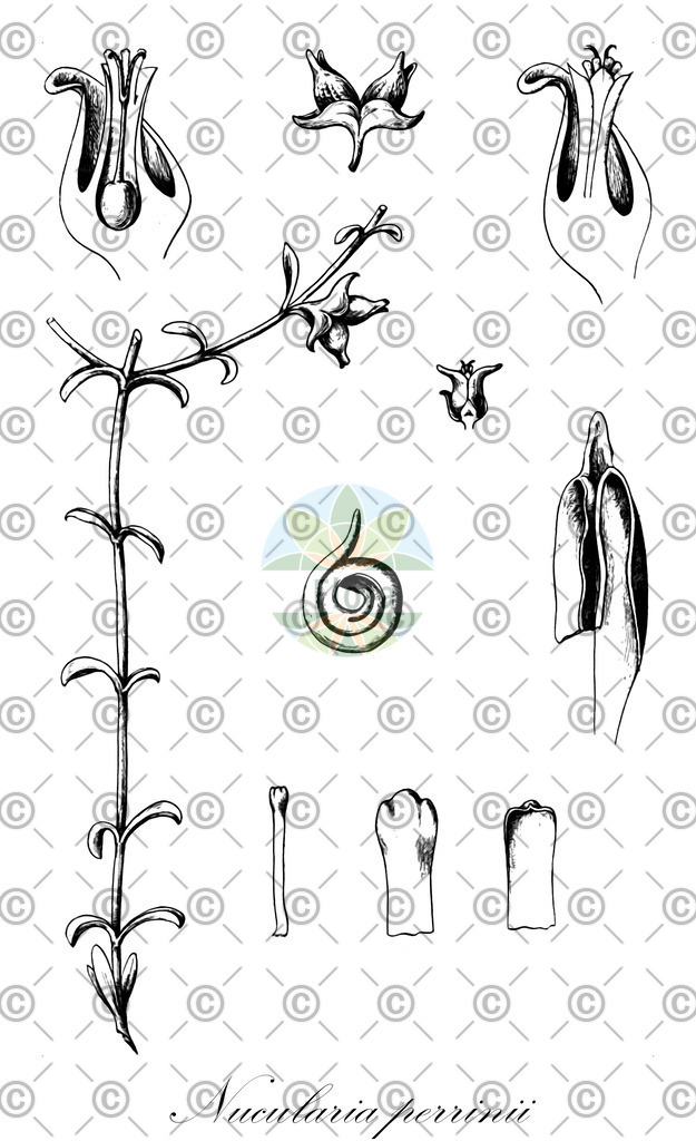 HistAbb_wfo-0000381303_1_ENZY_Simple | Historische Abbildung von Nucularia perrinii - Amaranthaceae | Historical Illustration of Nucularia perrinii - Amaranthaceae