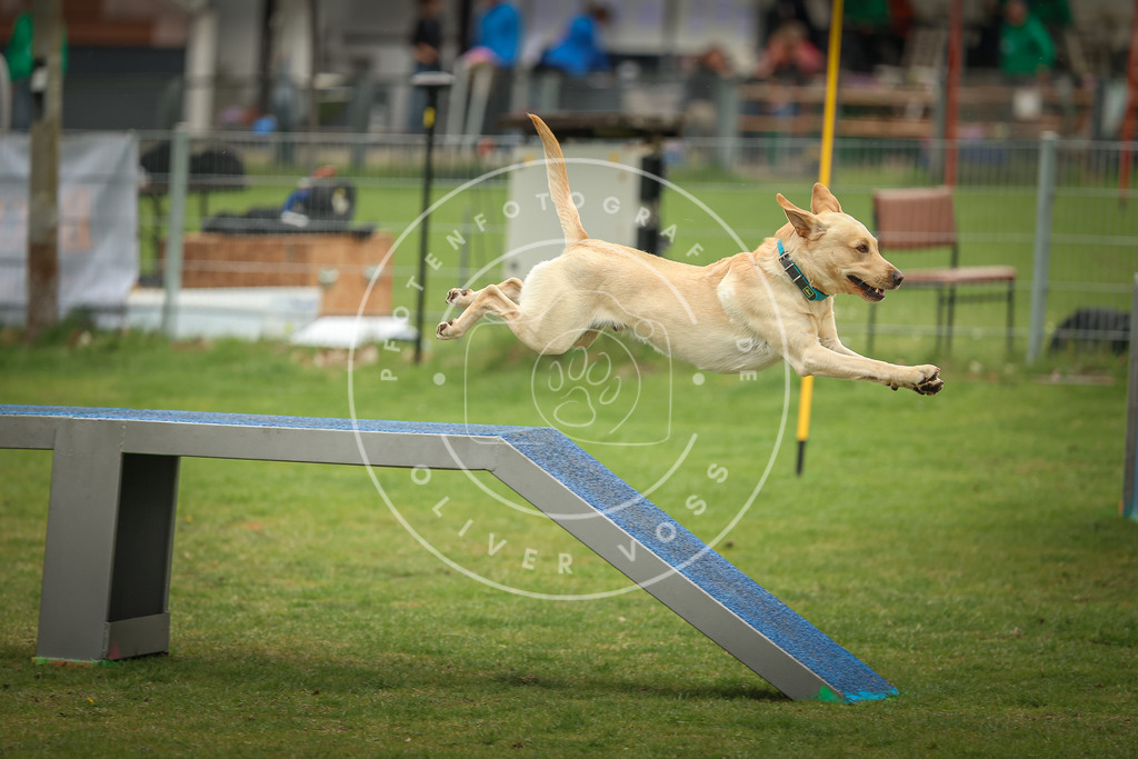 Pfotenfotografie_0L8A1560 | Hundefotografie, Tierfotograf, Pfotenfotografie, Fotoshooting Hund, Hunde Portrait, Hundesport, Hundeportraits, Heideshooting, Hunde, Sportfotograf, Hundefotograf, Turnierhundsport, THS,  - Realisiert mit Pictrs.com