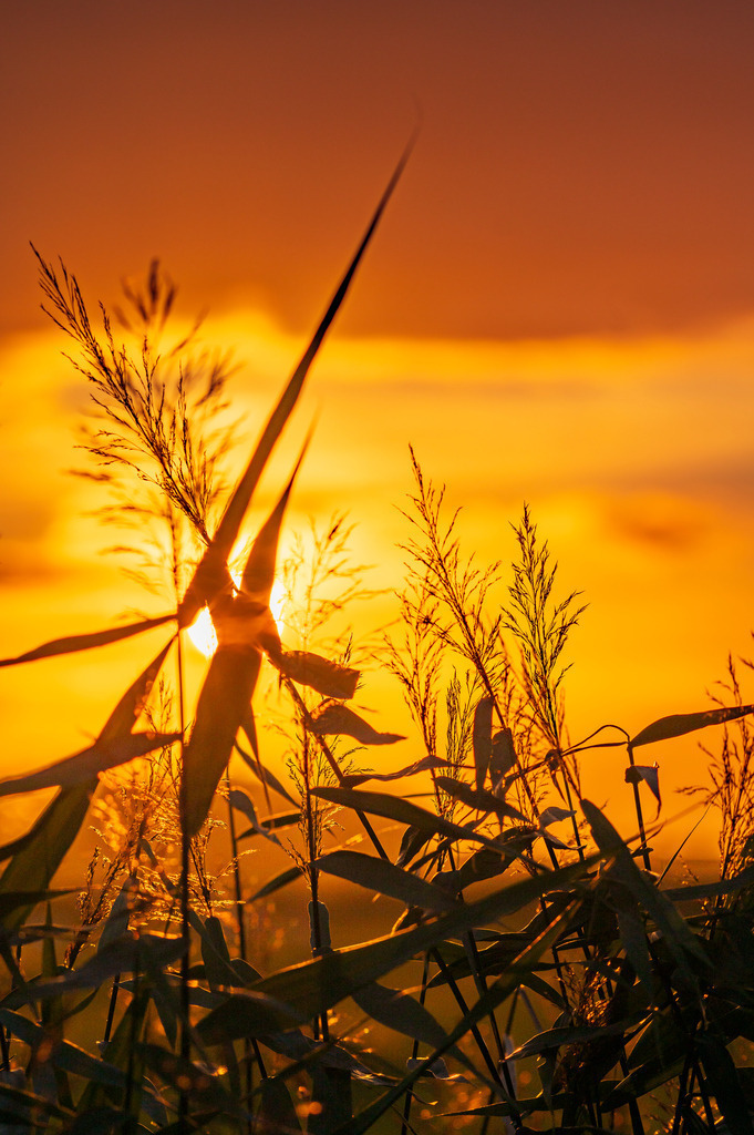 2023_08_04_HETLINGER-SCHANZE_MCP0868 | Hochwertig gedruckte Fotografien für die Wand, als Kalender und zum Verschenken. Hamburg & Norddeutschland und überall wo ich mit der Kamera unterwegs war.