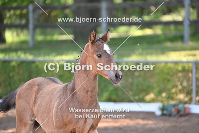 19_Quaterback - Belantis I_758_8141 | Björn Schroeder Pferdefotografie
