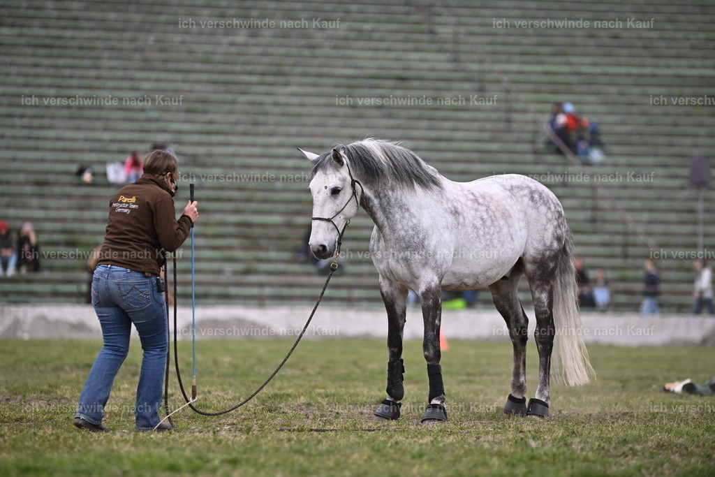PI26_Show_Sara_Landvogt_226_1581.JPG | working equitationturnier fotograf videograf stoibphotography marixx film working equitation deutschland reitsport turnierfotografie eventfotografie equestrian events