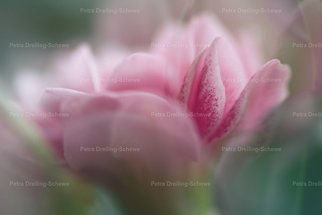 _MG_1262-300 | PeDSchWork Fotodesign gegen kahle Stellen an Ihren Wänden. In meinen Galerien finden Sie eine große Bandbreite an verschiedenen Genres. Von Fotografie bis KI. - Realisiert mit Pictrs.com