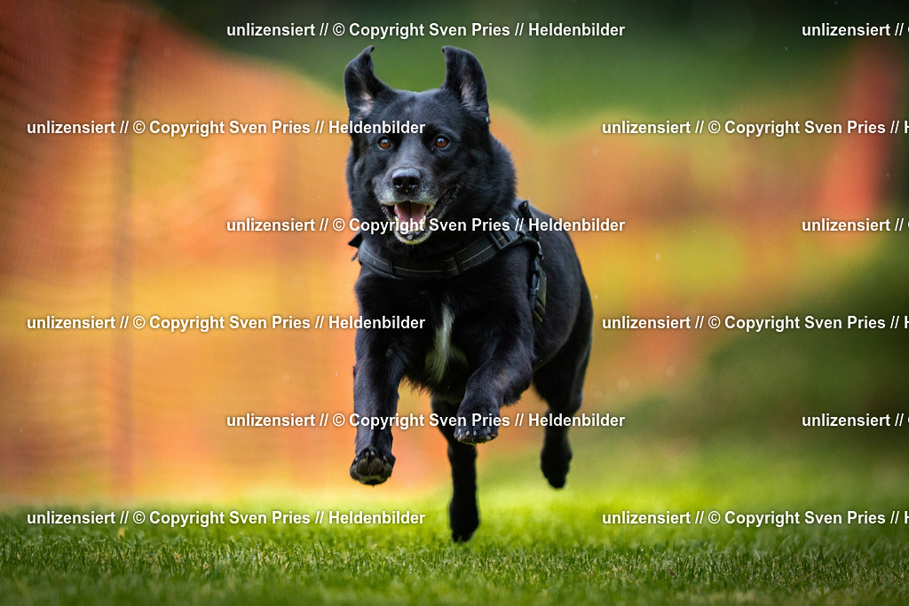 Sven Pries | 2025-09-21 - Hunderennen Baden-Oos - Realisiert mit Pictrs.com