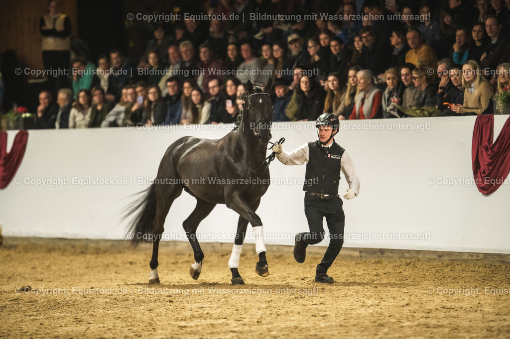 20240302_Hengstvorstellung_Marbach_TOMsPiC_1276 | equistock