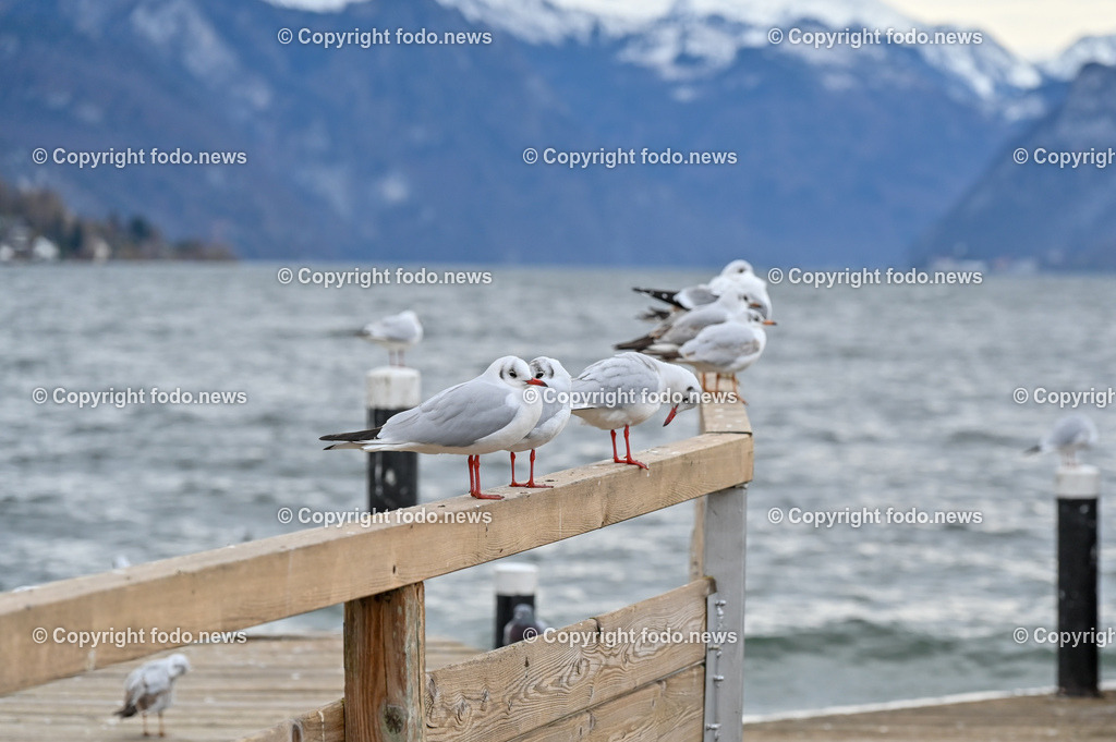 Gmunden_ 13.01.2023-24 | 13.01.2023, Gmunden, AUT, Gmunden, im Bild Traunsee, Wasservoegel, Moewen