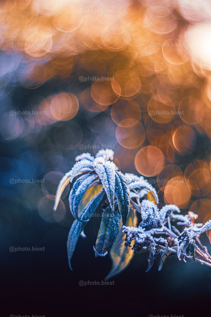 Frostfliederfeuer | Der Flieder mit Schnee und Eis bedeckt. - Realisiert mit Pictrs.com