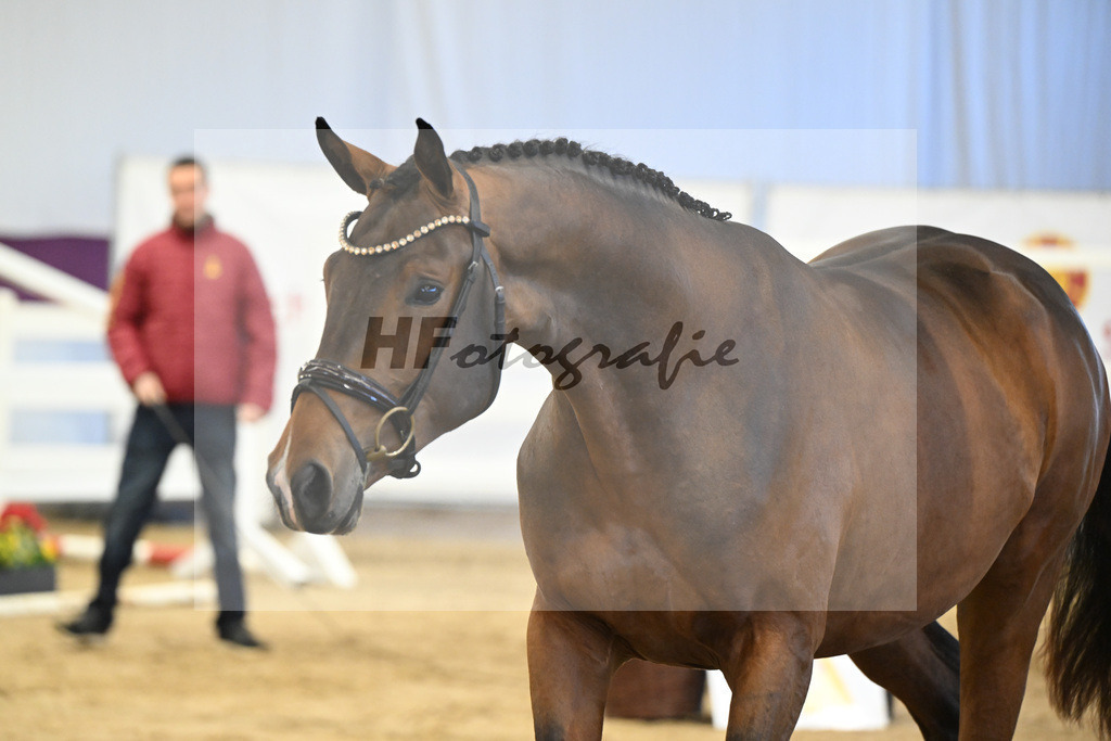 Kat-Nr. 8 Verdi x Sterntaenzer_ZG Sautter_47250139 | hf-fotografie - Realisiert mit Pictrs.com